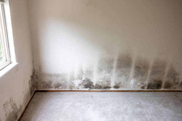 Best Mold Odor Removal Services  in Turners Falls, MA